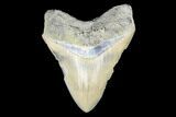 Serrated, Fossil Megalodon Tooth - Aurora, North Carolina #176568-1